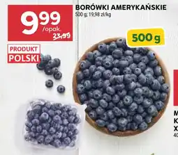 Stokrotka BORÓWKI AMERYKAŃSKIE oferta