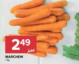 Stokrotka Marchew oferta