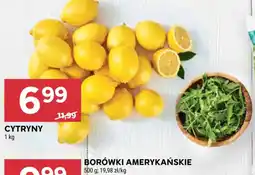 Stokrotka Cytryny oferta