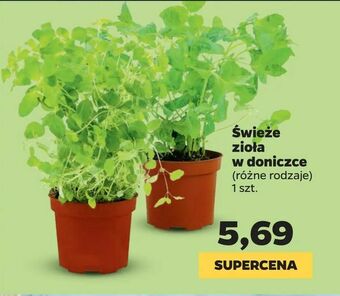 Netto Świeże zioła w doniczce oferta