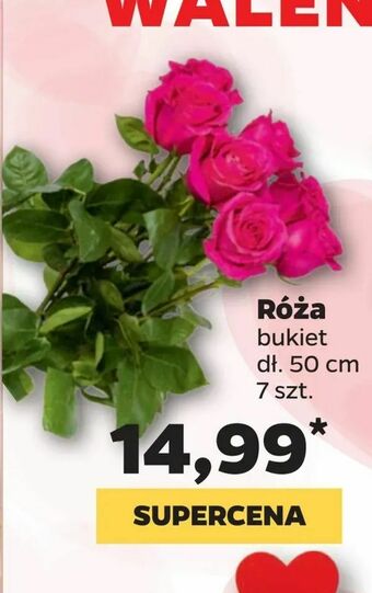 Netto Róża oferta