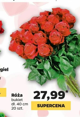 Netto Róża oferta