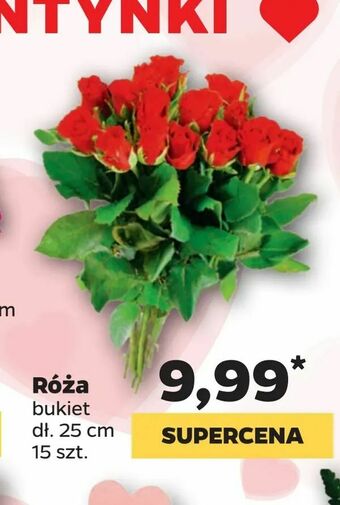 Netto Róża oferta