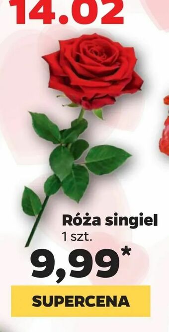 Netto Róża singiel oferta