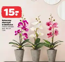 Netto Storczyk oferta