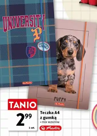 Teczka A4 z gumką • mix wzorów Berlitz