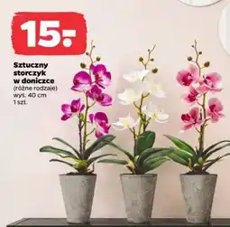 Netto Sztuczny storczyk w doniczce oferta