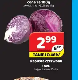 Delfin Kapusta czerwona oferta
