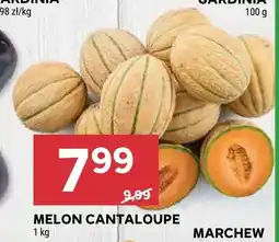 Stokrotka Melon Cantaloupe oferta