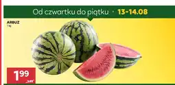 Stokrotka Arbuz oferta
