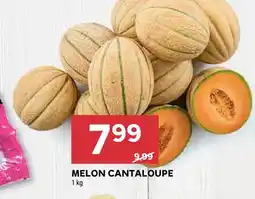 Stokrotka Melon Cantaloupe oferta