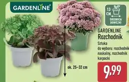 ALDI GARDENLINE Rozchodnik oferta
