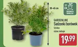 ALDI GARDENLINE Sadzonki borówek oferta