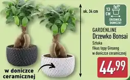 ALDI GARDENLINE Drzewko Bonsai oferta