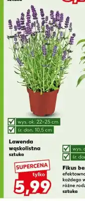 Kaufland Lawenda wąskolistna oferta