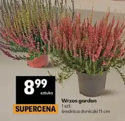 Delikatesy Centrum Wrzos garden oferta