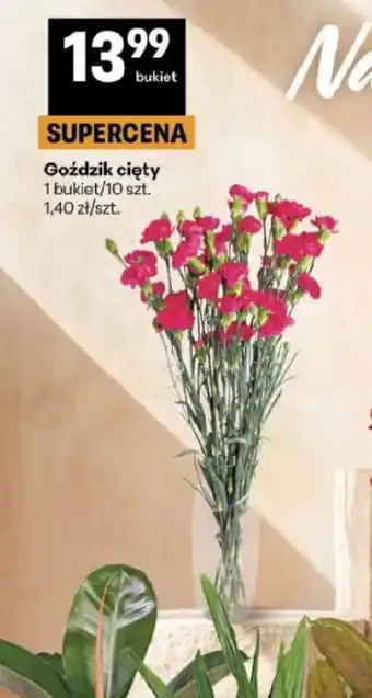 Delikatesy Centrum Goździk cięty oferta