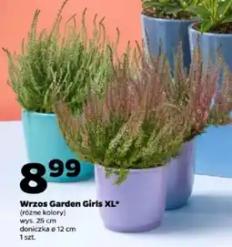 Netto Wrzos Garden Girls XL oferta