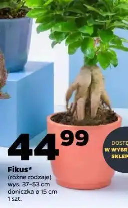 Netto Fikus oferta