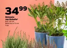 Netto Skimmia Jap Rubella oferta