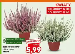 Kaufland Wrzos wczesny oferta