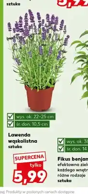 Kaufland Lawenda wąskolistna oferta