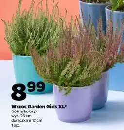 Netto Wrzos Garden Girls XL oferta