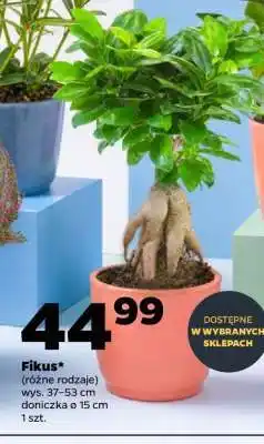 Netto Fikus oferta