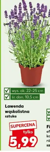 Kaufland Lawenda wąskolistna Sztuka oferta