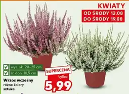 Kaufland Wrzos wczesny oferta