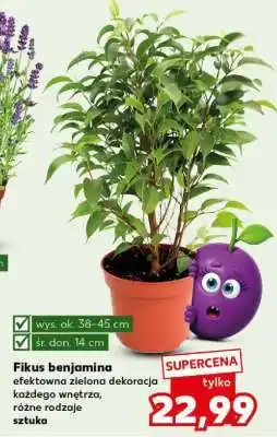 Kaufland Fikus benjamina oferta