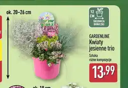 ALDI Kwiaty jesienne trio Gardenline oferta