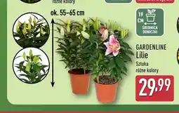 ALDI Lilie Gardenline oferta