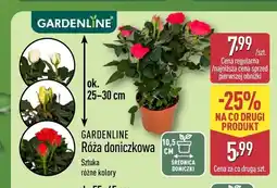 ALDI Róża doniczkowa Gardenline oferta