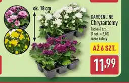 ALDI Chryzantemy Gardenline 6-pak oferta