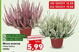 Kaufland Wrzos Ok oferta