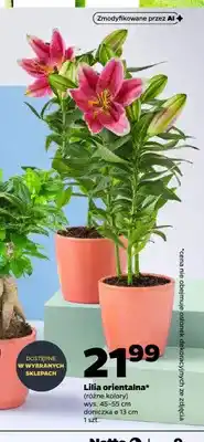 Netto Lilia orientalna oferta