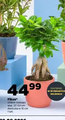 Netto Fikus oferta