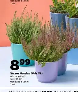 Netto Wrzos Garden Girls Xl oferta