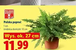 Lidl Polska paproć Polskie Kwiaty oferta