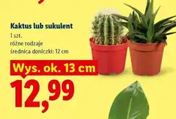 Lidl Kaktus lub sukulent oferta