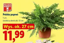 Lidl Polska paproć oferta