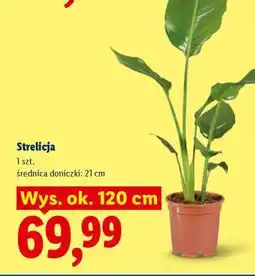 Lidl Strelicja oferta