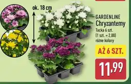 ALDI GARDENLINE Chryzantemy oferta