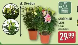 ALDI GARDENLINE Lilie oferta