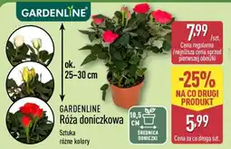 ALDI GARDENLINE Róża doniczkowa oferta