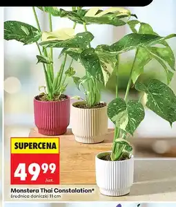 Biedronka Monstera Thai Constellation oferta