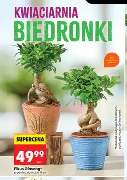 Biedronka Fikus Ginseng oferta