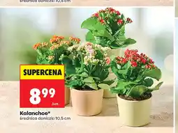 Biedronka Kalanchoe oferta