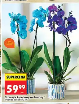 Biedronka Storczyk 2-pędowy malowany oferta